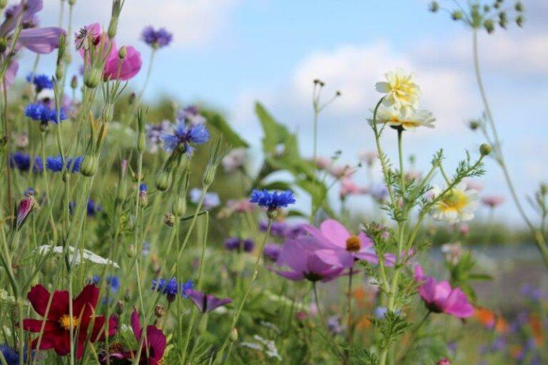 Pluktuin-aanleggen-plukboeket-bloemen-uit-eigen-tuin-3-768x512.jpeg