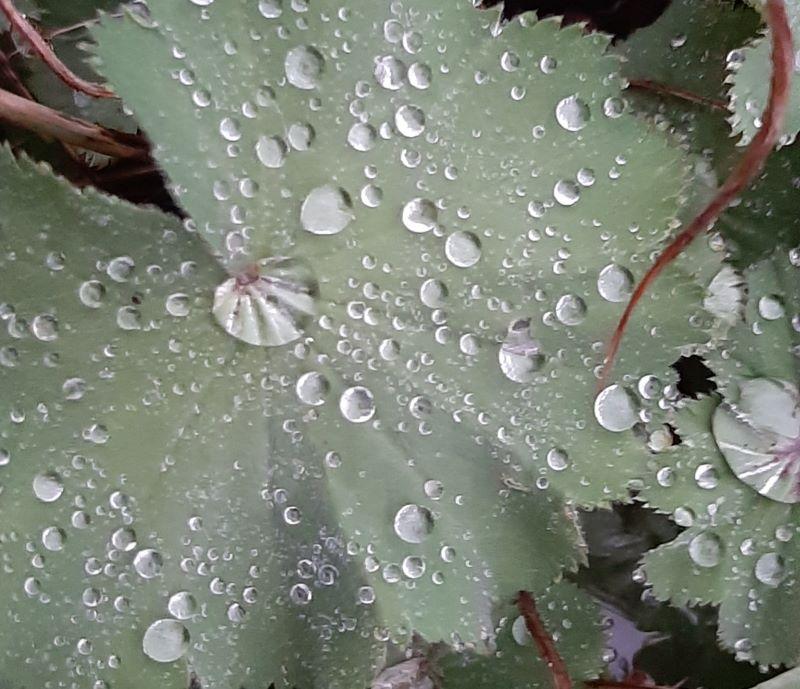 waterdruppel 3 bijgesneden klein.jpg